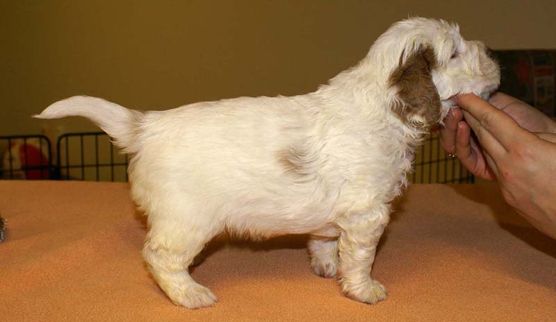 girl_pink_tail_4weeks_g