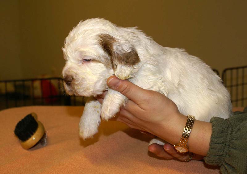 girl_pink_tail_4weeks_h