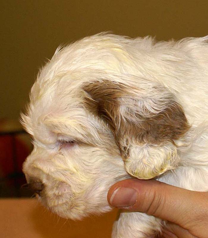 girl_pink_tail_4weeks_i