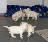 a_clock_babies_4weeks_d