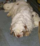 a_clock_babies_4weeks_h