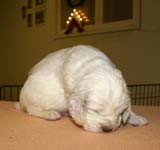 boy_purple_back_4weeks_d