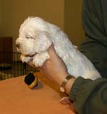 boy_purple_head_4weeks_d