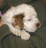 girl_pink_tail_4weeks_b