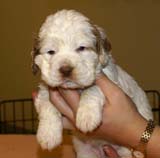 girl_pink_tail_4weeks_d