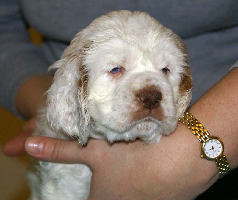 ST_Breitling_5,5weeks_e