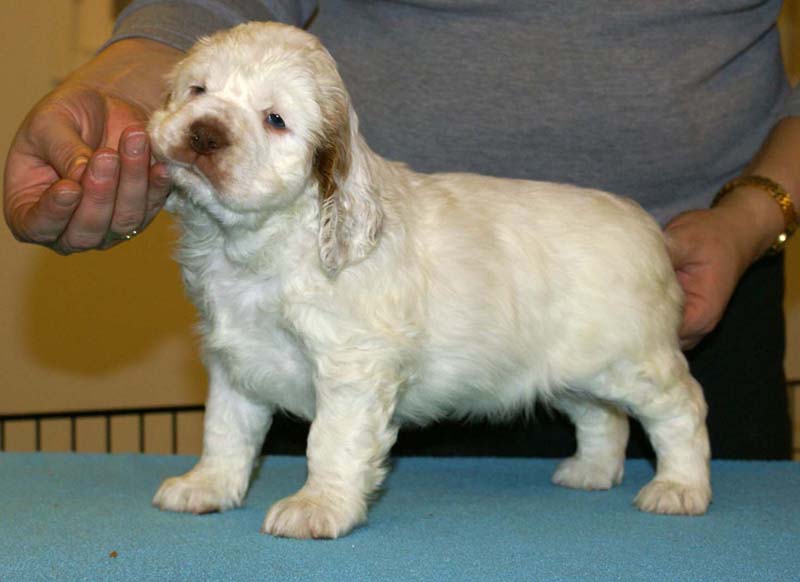 ST_Breitling_5,5weeks_f