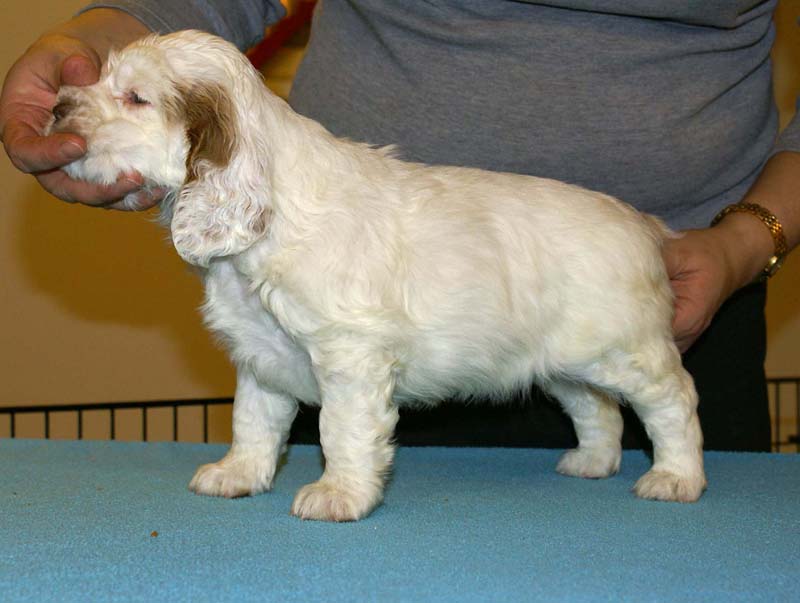 ST_Breitling_5,5weeks_g