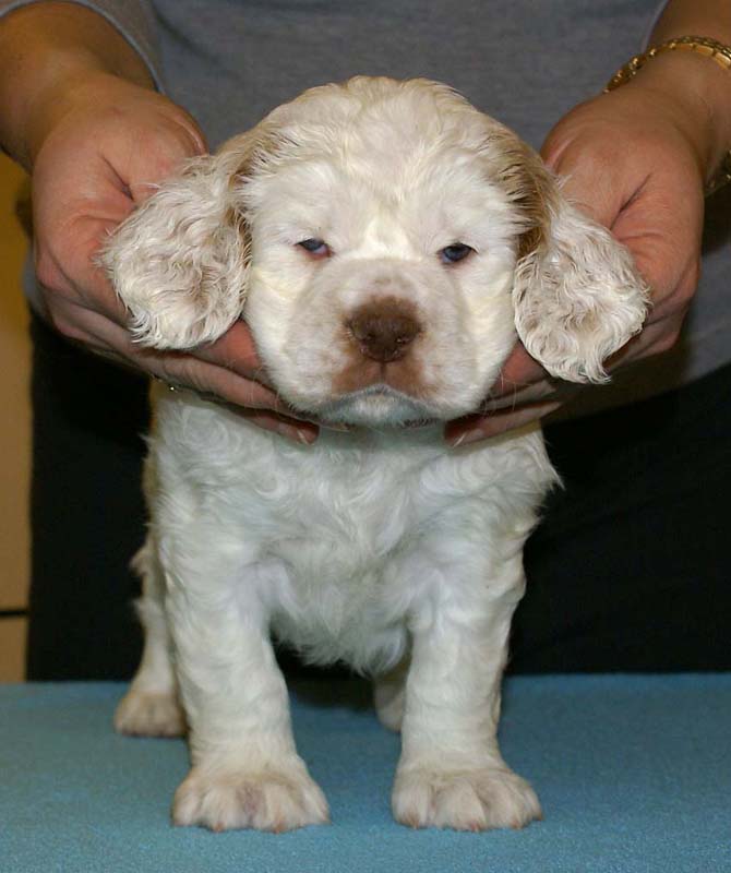 ST_Breitling_5,5weeks_i