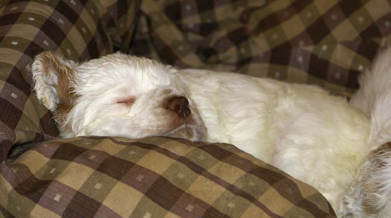 ST_Breitling_5,5weeks_k