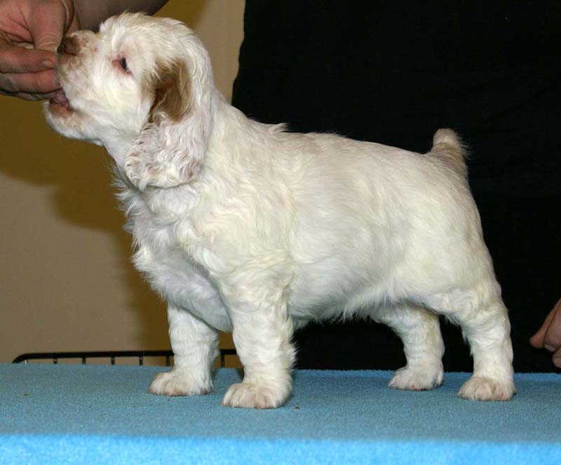 ST_Breitling_5,5weeks_l