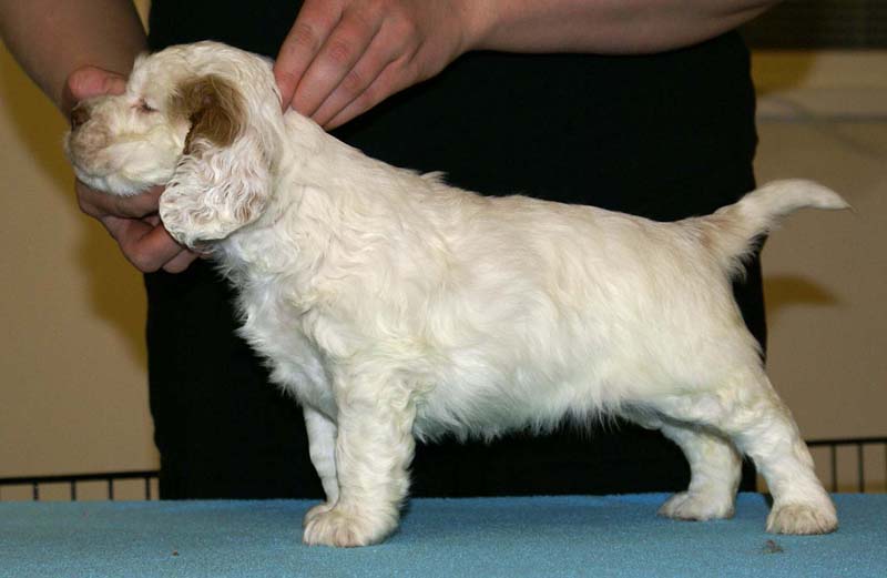 ST_Breitling_5,5weeks_m