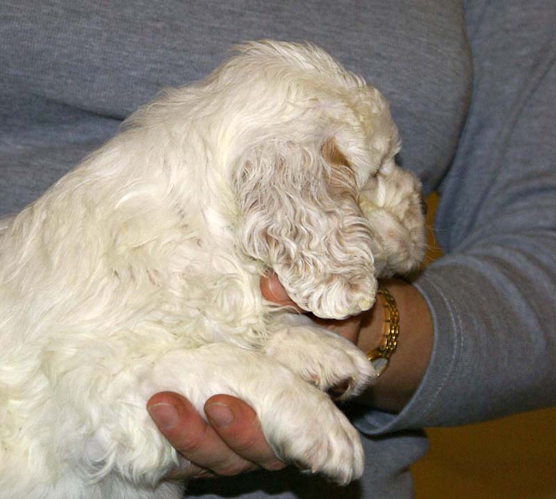 ST_Patek_Philippe_5,5weeks_a