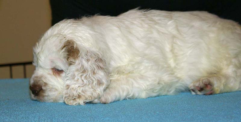 ST_Patek_Philippe_5,5weeks_f