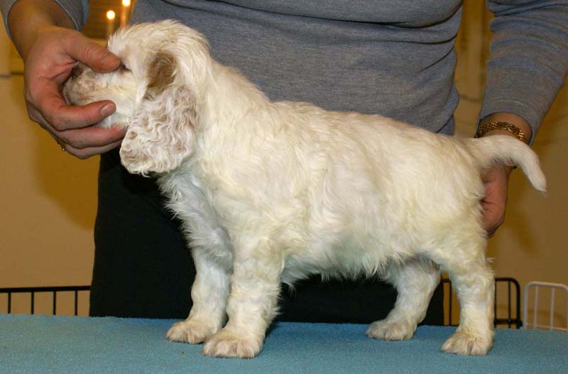 ST_Patek_Philippe_5,5weeks_h