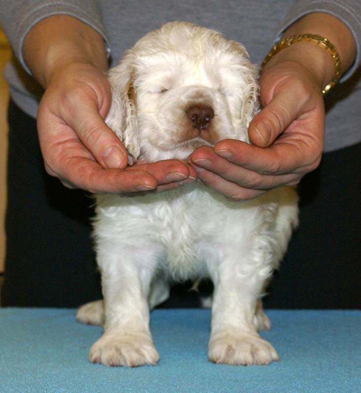 ST_Patek_Philippe_5,5weeks_i