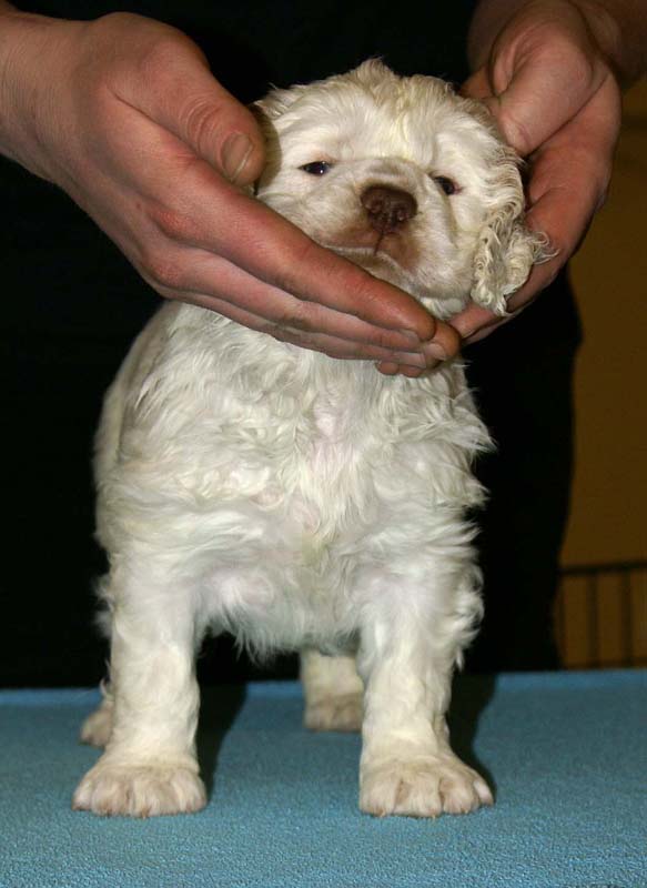 ST_Patek_Philippe_5,5weeks_k