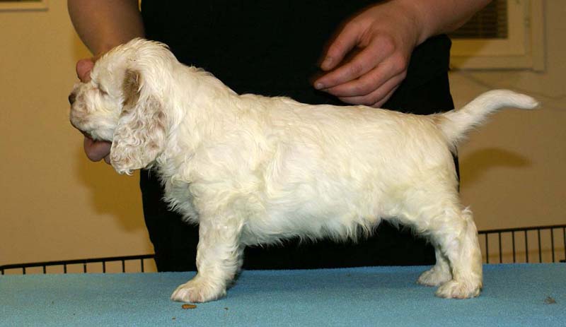 ST_Patek_Philippe_5,5weeks_n