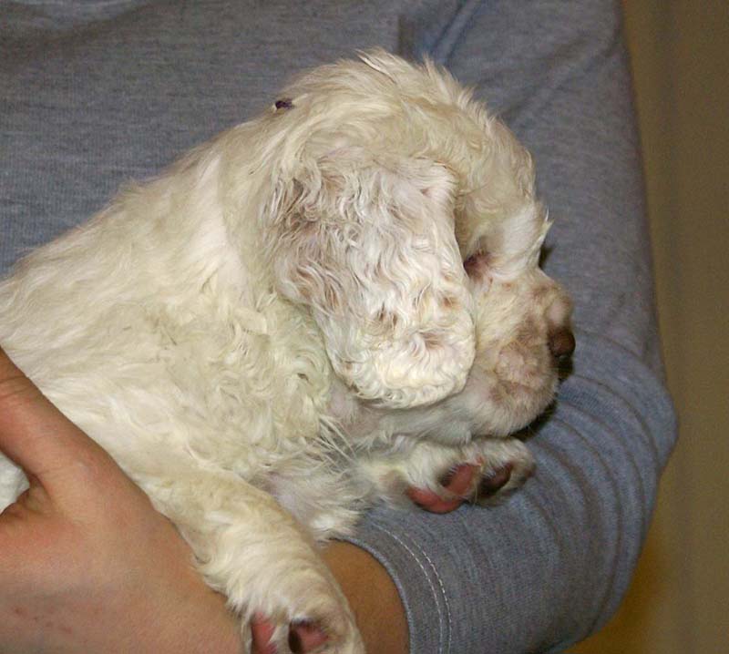 ST_Raymond_Weil_5,5weeks_a