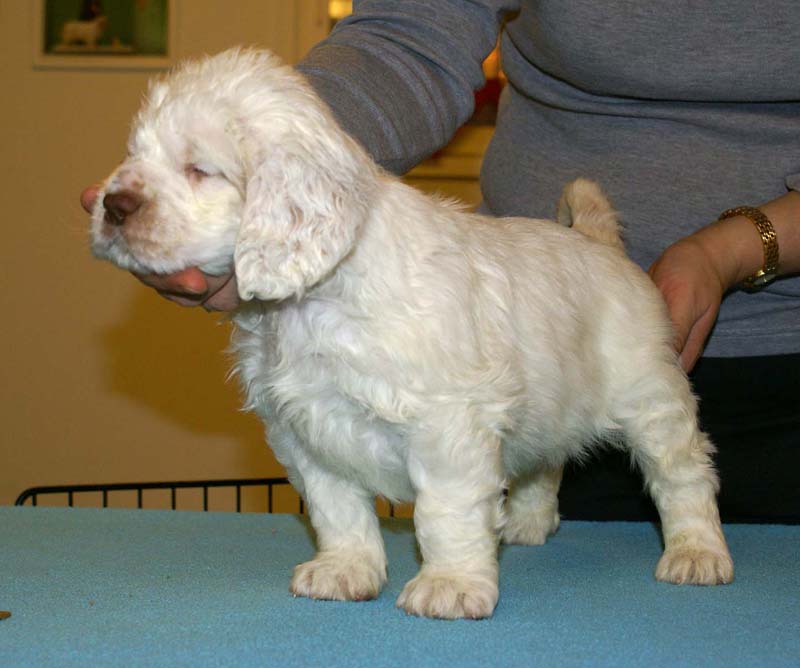 ST_Raymond_Weil_5,5weeks_b