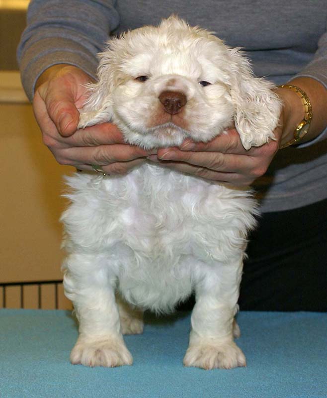 ST_Raymond_Weil_5,5weeks_c