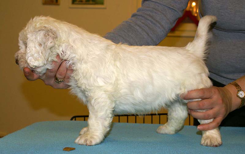 ST_Raymond_Weil_5,5weeks_d