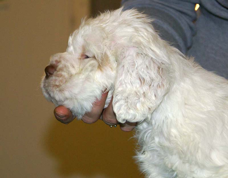 ST_Raymond_Weil_5,5weeks_e