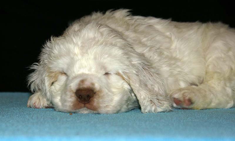 ST_Raymond_Weil_5,5weeks_j