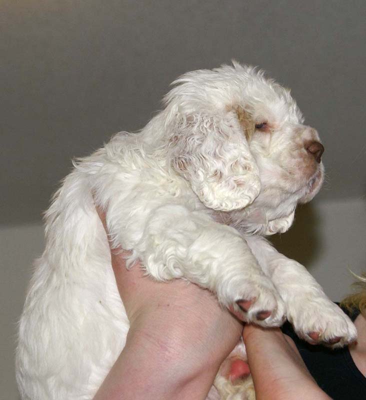 ST_Raymond_Weil_5,5weeks_l