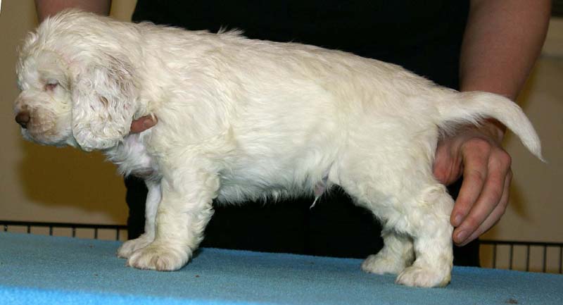 ST_Raymond_Weil_5,5weeks_m