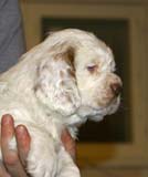 ST_Breitling_5,5weeks_c