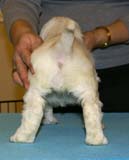 ST_Breitling_5,5weeks_d