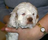 ST_Breitling_5,5weeks_e