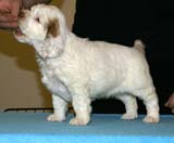 ST_Breitling_5,5weeks_l