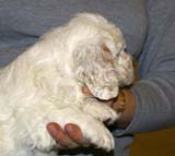 ST_Patek_Philippe_5,5weeks_a