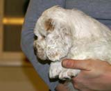 ST_Patek_Philippe_5,5weeks_b