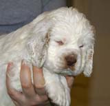 ST_Patek_Philippe_5,5weeks_d