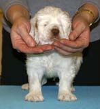 ST_Patek_Philippe_5,5weeks_i