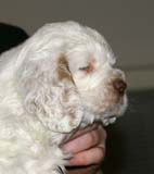 ST_Patek_Philippe_5,5weeks_j