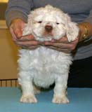 ST_Raymond_Weil_5,5weeks_c