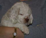 ST_Raymond_Weil_5,5weeks_h