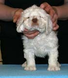 ST_Raymond_Weil_5,5weeks_i