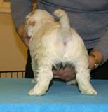 ST_Tag_Heuer_5,5weeks_i