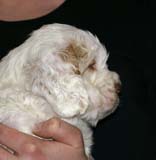 ST_Tag_Heuer_5,5weeks_j