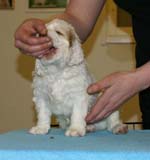 ST_Tag_Heuer_5,5weeks_l