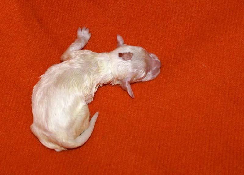 boy_bronze_head_6days_a