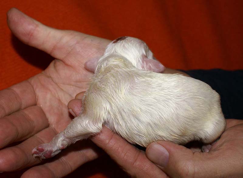 boy_bronze_head_6days_b