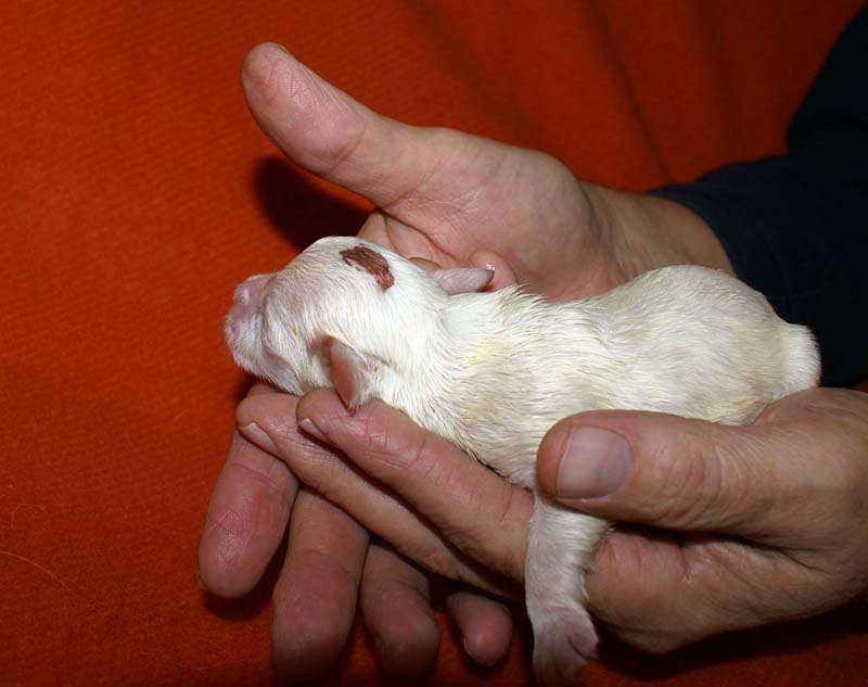 boy_bronze_head_6days_c