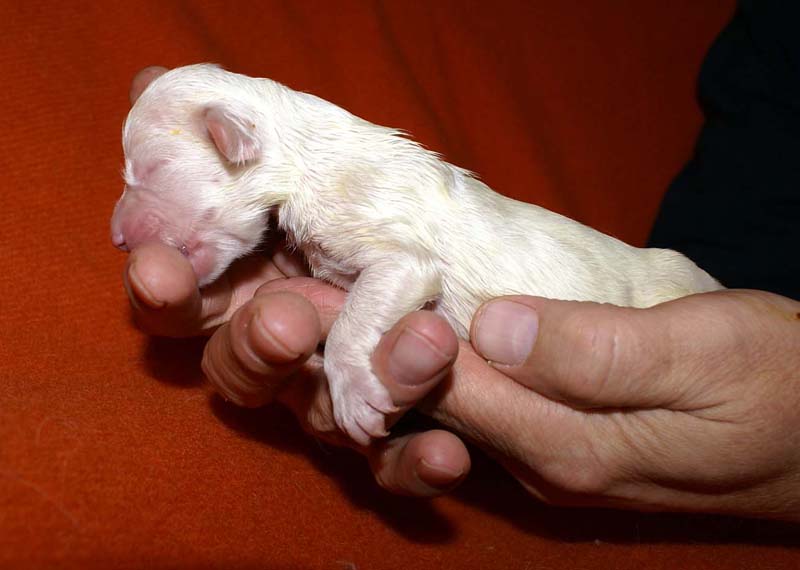 boy_bronze_head_6days_d