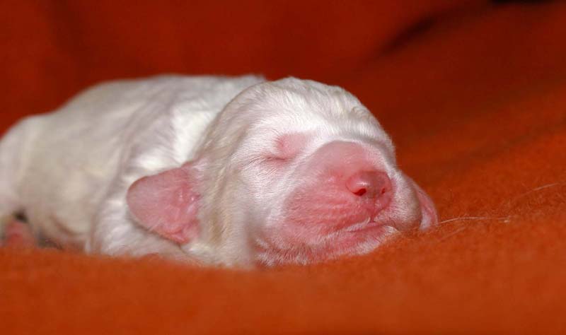 boy_bronze_tail_6days_b